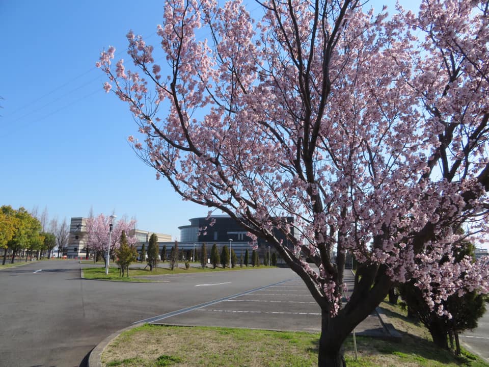 桜の写真