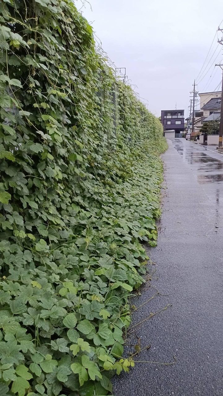 【通行の妨げになっていました💦】 – 知立市市議会議員 中島清志 公式サイト