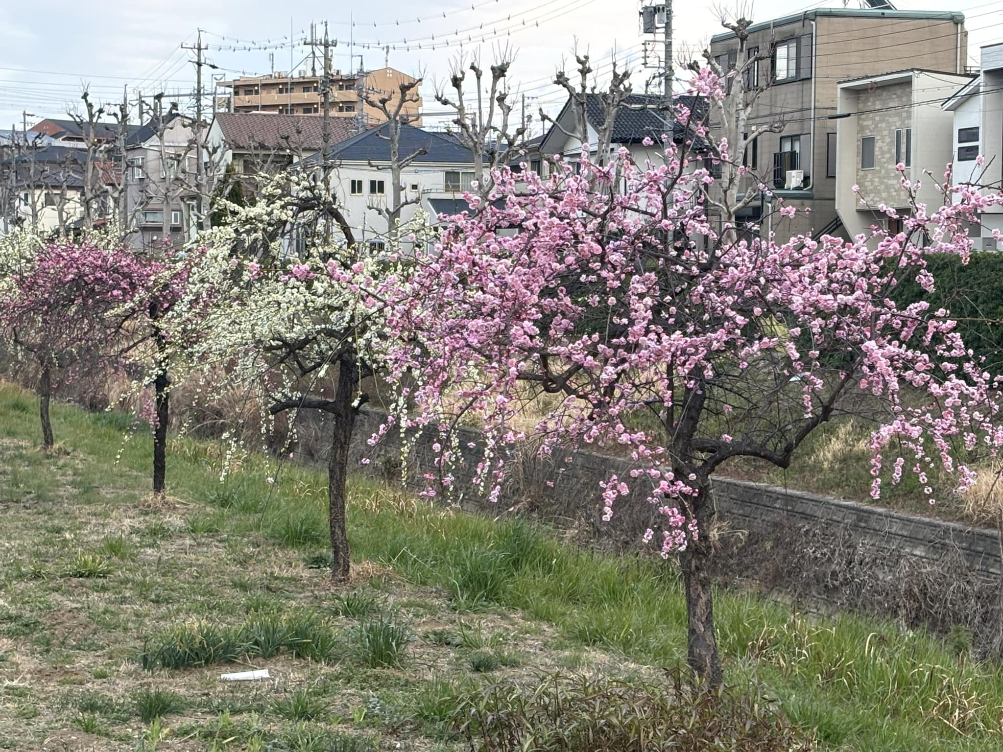 梅が咲くたび思い出す…